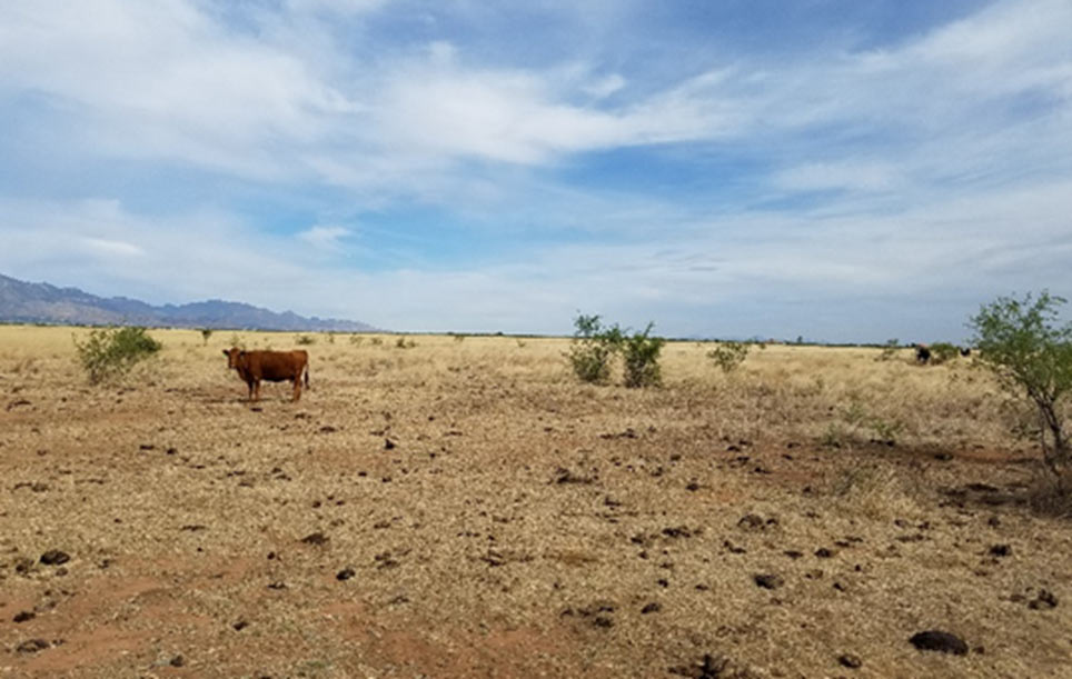 Read more about the article 3 Canyons, Cochise County, Arizona